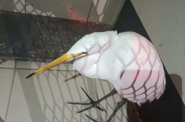 Especialistas de la Brigada de Vigilancia Animal (BVA) de la SSC aseguraron a la garza localizada en el Eje Central Lázaro Cárdenas para trasladarla a Xochimilco, donde un veterinario evaluará su estado de salud.