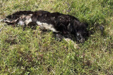 Activistas denunciaron la muerte de 13 perros por envenenamiento con fosfuro de zinc cerca del vertedero municipal de Atlautla, Estado de México.