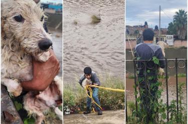Los seres sintientes fueron rescatados de la corriente de un canal.