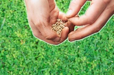 Plantas para reemplazar el pasto y mantener tu jardín verde