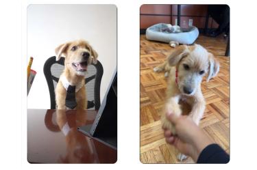 Se trata de Rollo, un cachorro mestizo adoptado por la Presidencia de la República, que ahora se pasea y juega entre los jardines y oficinas de Palacio Nacional.