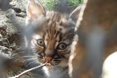 El lince rojo se encuentra clasificado en la categoría de “Preocupación Menor” de acuerdo con la Unión Internacional para la Conservación de la Naturaleza