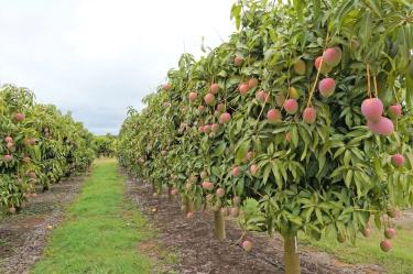 Del limón al coco y mango: anuncian inversión de más de 600 millones de pesos en Yucatán