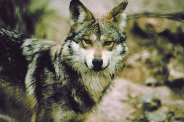 En total hay 655 individuos de Lobo Mexicano, tanto en vida silvestre como bajo cuidado profesional en México y Estados Unidos.