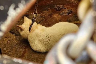 Gato blanco sujeto con una cadena dentro de una vivienda, observado a través de una abertura en un domicilio de la colonia Morelos.