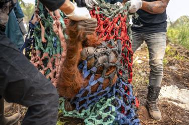 This handout image taken on September 18, 2026 and released on September 19 by Indonesia's Ministry of Forestry and International Animal Rescue Indonesia (YIARI) shows joint team members from the West Kalimantan Natural Resources Conservation Agency (BKSDA) and YIARI evacuating a mother orangutan and her baby trapped by smoke from forest and land fires in a palm oil plantation area in Pelang village, Ketapang, West Kalimantan. The mother orangutan, estimated to be around 15 years old, and her one-to-two-month-old baby survived in a narrow 400-square-meter area surrounded by oil palm trees and partially scorched land. Indonesia has struggled for weeks to contain fires that have scorched large tracts of Borneo and Sumatra, with the smoke drifting across the region. (Photo by Handout / Yayasan Inisiasi Alam Rehabilitasi Indonesia (YIARI) / AFP) / -----EDITORS NOTE --- RESTRICTED TO EDITORIAL USE - MANDATORY CREDIT "AFP PHOTO / Yayasan Inisiasi Alam Rehabilitasi Indonesia (YIARI) " - NO MARKETING - NO ADVERTISING CAMPAIGNS - DISTRIBUTED AS A SERVICE TO CLIENTS