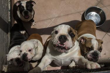 Los animales, en su mayoría bulldog, estaban en un departamento. Las crías eran ofrecidas hasta en 2 mil 500 soles (13 mil pesos mexicanos).