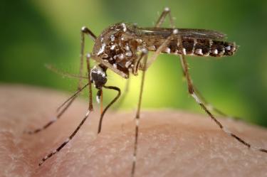 La vacuna contra el dengue podría llegar a México para 2027