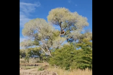 La Patrulla Fronteriza desalojó a manifestantes en Lochiel, Arizona, antes de que contratistas derribaran el álamo de más de 200 años