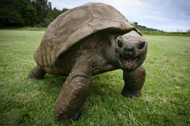 La tortuga llegó a la isla de Santa Elena, en el Atlántico Sur, ya adulta en 1882.