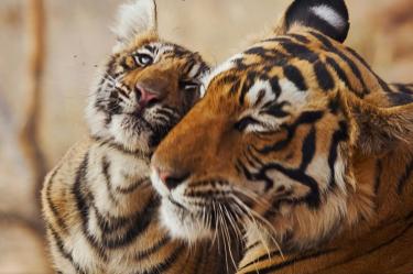 Acciones comunitarias y reservas protegidas demuestran que la restauración de especies en peligro sí es posible.