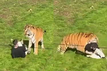 El recinto de los tigres fue cubierto con lonas negras para impedir la visibilidad.