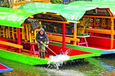 Las descargas de aguas residuales y la acumulación de desechos turísticos son algunas de las actividades que tienen al borde de la extinción al ajolote silvestre en la zona lacustre de Xochimilco.