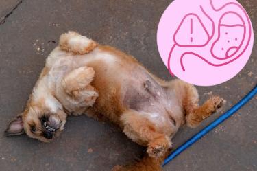 Abdomen inflamado en perros