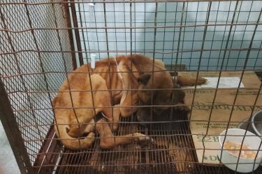 El perrito presentaba un deterioro físico considerable, por lo que fue trasladado a las instalaciones del CAIVM para recibir atención veterinaria.