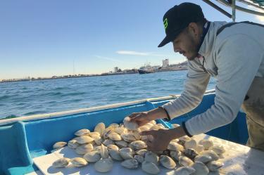 Extracción de almeja reina en Puerto Peñasco, Sonora