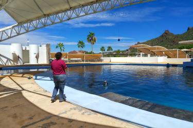 Persona observando a un delfín desde el borde de la alberca techada en las instalaciones del Delfinario Sonora.