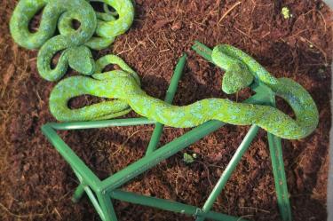 Las autoridades alemanas localizaron 90 reptiles ocultos en el equipaje de un ciudadano mexicano que arribó al aeropuerto de Colonia procedente de Ciudad de México.