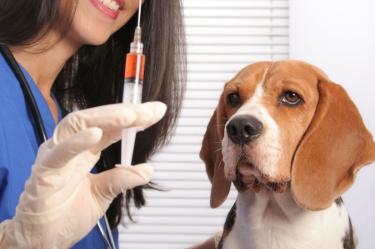 ¿Cada cuándo tengo que vacunar a mi perro contra la rabia?