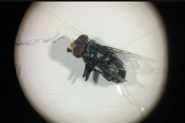 Senasica desarrolla en Chiapas la "Cepa Mex" de la mosca del gusano barrenador: insectos estériles solo machos para duplicar el combate a la plaga ganadera.