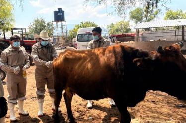 Las autoridades exhortaron a la población a mantenerse atenta a la aparición de heridas sospechosas y solicitar valoración médica sin demora