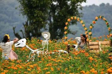 Campos de cempasúchil en plena floración en San Pablo Coapan, municipio de Naolinco, Veracruz, listos para recibir visitantes en temporada de Día de Muertos.