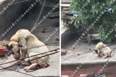 Tras ser difundido el caso, autoridades municipales ordenaron brindarle atención veterinaria.
