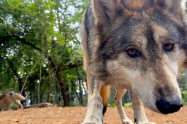 Lobo Gris Mexicano