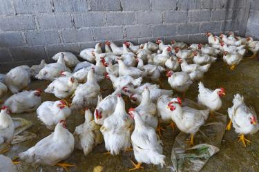 La enfermedad de Newcastle es una infección altamente contagiosa entre las aves. Provoca alteraciones nerviosas, disminución de la producción de huevo y elevados índices de mortalidad.