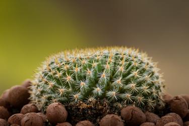 ¿Qué es la Leca para plantas?