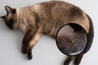 ¿Qué son los granos blancos en las heces de los gatos?