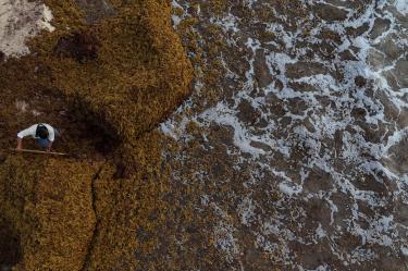 El arribo de sargazo a Quintana Roo suma hasta el día de hoy 153 mil toneladas, 125 mil toneladas recolectadas en la zona de playa y alrededor de 28 mil toneladas en mar abierto.