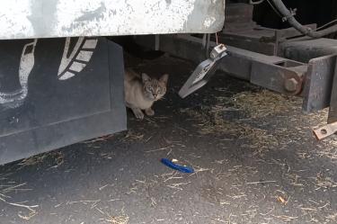 De acuerdo con los propios vecinos, al interior de este lugar todavía permanecen los cadáveres de seis perritos