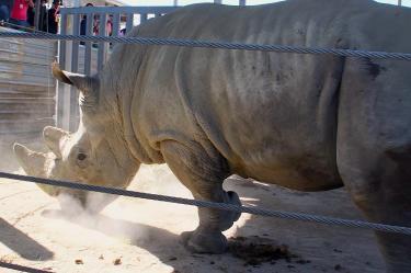 El rinoceronte macho Wami de 15 años