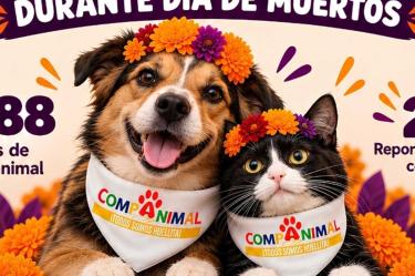 Lomitos y michis en Día de Muertos