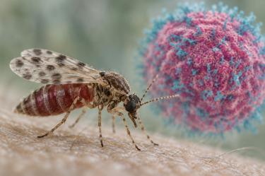 El shamodan es un virus conocido principalmente por infectar animales
