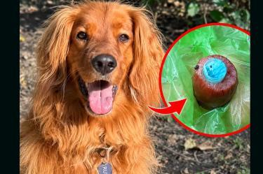El perrito Rufian fue envenenado en el Parque España y murió