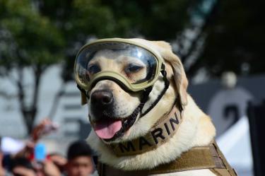 Frida, la icónica perrita rescatista de la Semar con su visor y botas, cuyo legado sigue inspirando a los binomios caninos a 60 años del Plan Marina.
