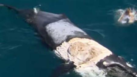 VIDEO: Australiano ‘surfea’ una ballena rodeada de tiburones