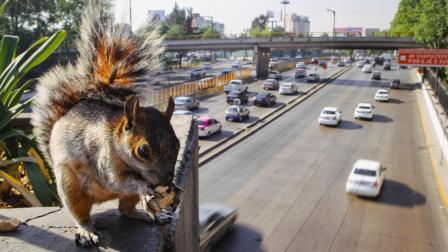 La fauna nativa de la CDMX es la principal víctima de la invasión.