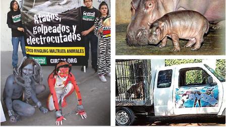 Activistas que defienden los derechos de los animales han denunciado las prácticas vejatorias que diversos circos llevan a cabo con los ejemplares que utilizan en sus presentaciones. Las redes sociales han sido su principal foro para crear conciencia entre la gente.