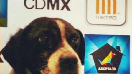 El perro fue bautizado con el nombre de la estación donde fue encontrado y entregado a la asociación ‘Mundo Patitas’ quienes lo pondrán en adopción