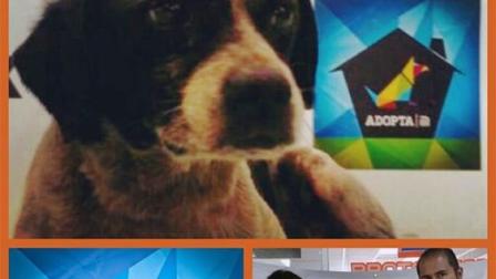 El perro fue bautizado con el nombre de la estación donde fue encontrado y entregado a la asociación ‘Mundo Patitas’ quienes lo pondrán en adopción
