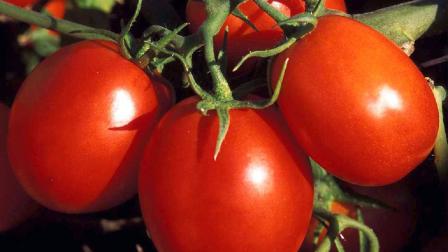 Si alguna vez has cosechado tomates, sabrás que aman el calor y detestan el frío. Incluso después de haber sido cosechados, mantienen su amor por las altas temperaturas. Foto: ESPECIAL