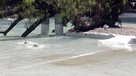 Los 85 patos, de los cuales tres hembras están en proceso de empollamiento, y seis gansos fueron devueltos al lago del Parque México.