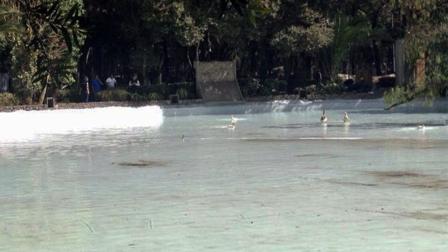 Los 85 patos, de los cuales tres hembras están en proceso de empollamiento, y seis gansos fueron devueltos al lago del Parque México.