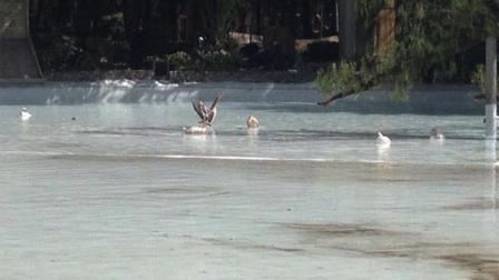 Los 85 patos, de los cuales tres hembras están en proceso de empollamiento, y seis gansos fueron devueltos al lago del Parque México.