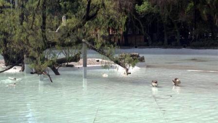 Los 85 patos, de los cuales tres hembras están en proceso de empollamiento, y seis gansos fueron devueltos al lago del Parque México.