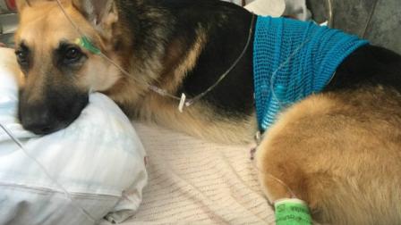 Haus, un pastor alemán de dos años, defendió a la pequeña Molly de una serpiente en el jardín, recibiendo la venenosa mordida.   