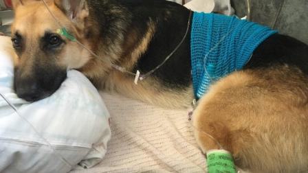 Haus, un pastor alemán de dos años, defendió a la pequeña Molly de una serpiente en el jardín, recibiendo la venenosa mordida.   